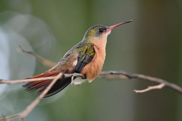cinnamon hummingbird