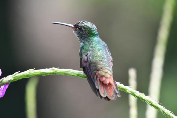 rufous-tailed hummingbird close up