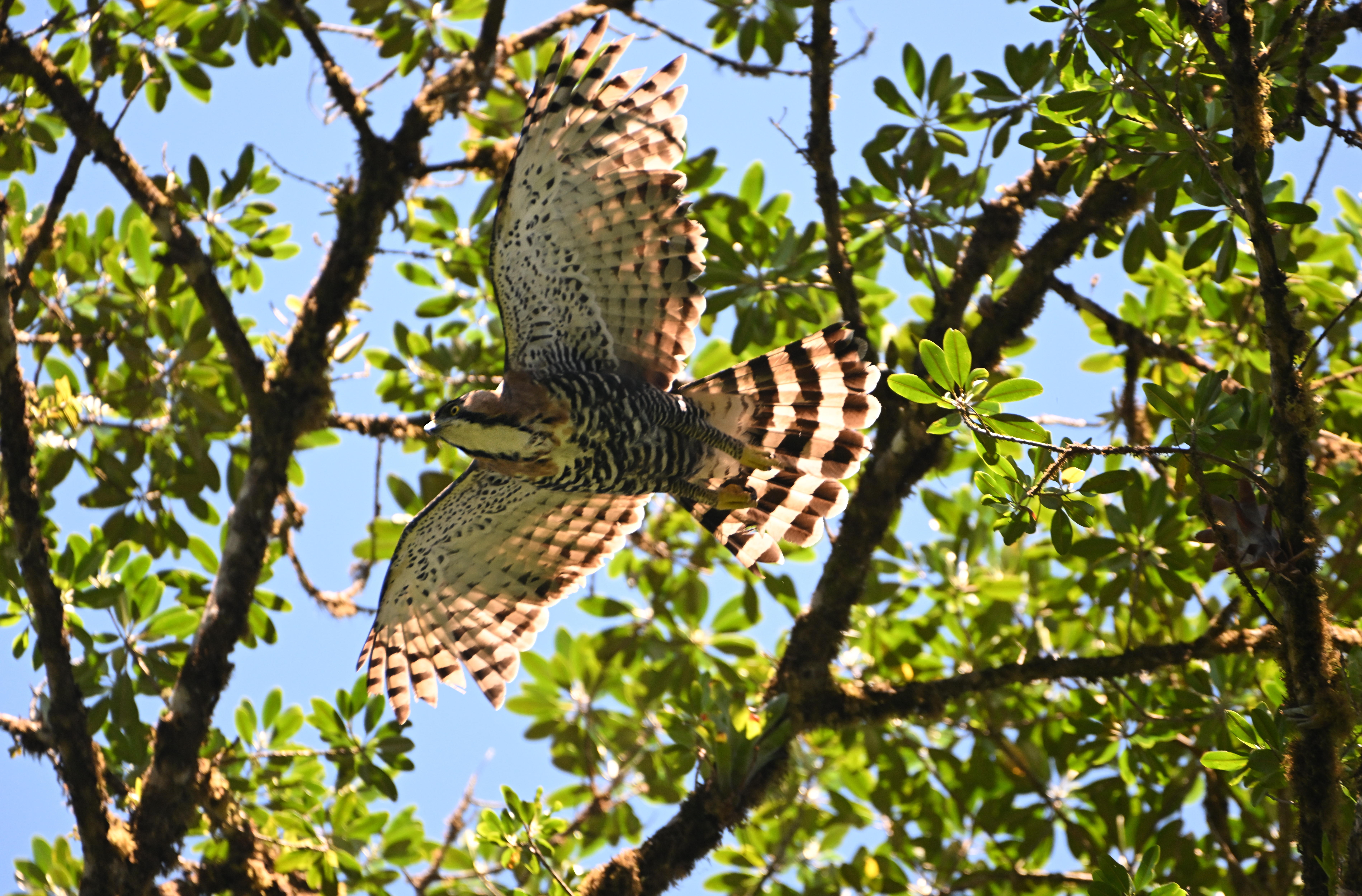 ornate hawk-eagle in flight